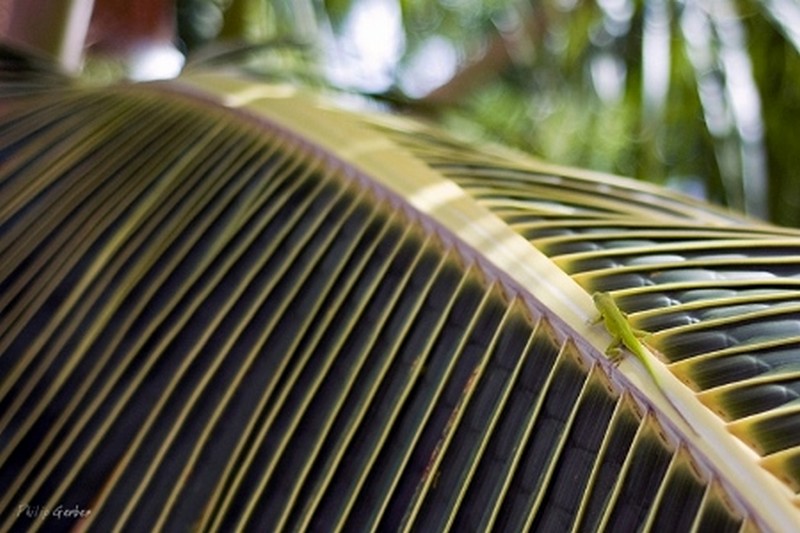 Lézard Photo: Philip Gerber